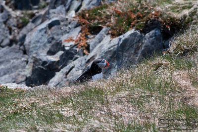 03627_nfld_ds.jpg
