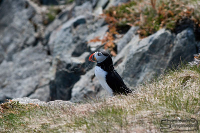 03635_nfld_ds.jpg