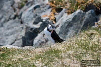 03637_nfld_ds.jpg