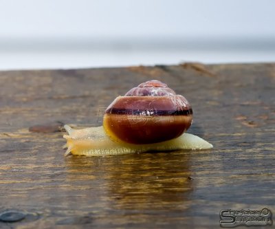 03646_nfld_.jpg