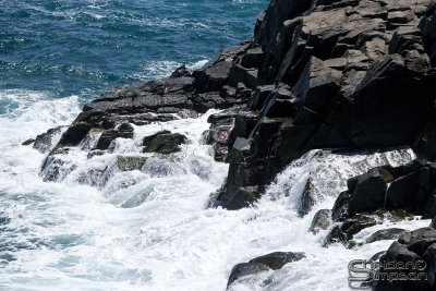03660_nfld_ds.jpg