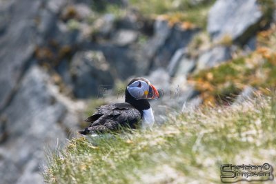 03666_nfld_ds.jpg
