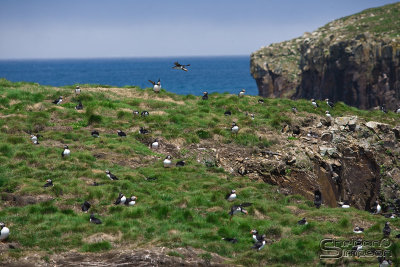 03669_nfld_ds.jpg