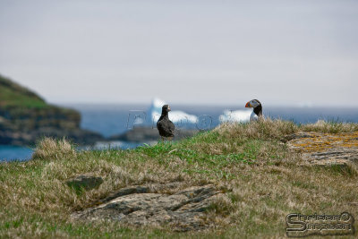 03678_nfld_ds.jpg