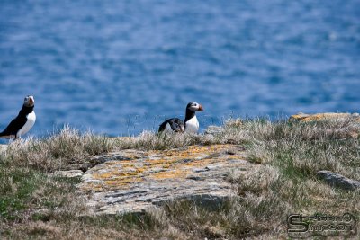 03683_nfld_ds.jpg