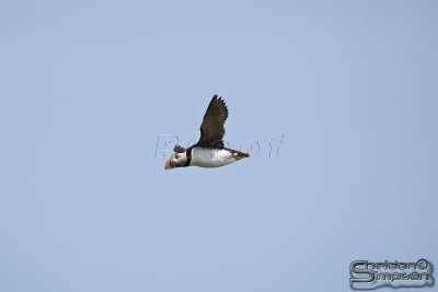 03699_nfld_d3.jpg