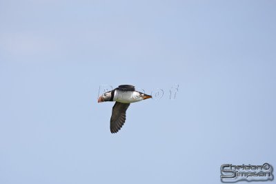 03701_nfld_d3.jpg