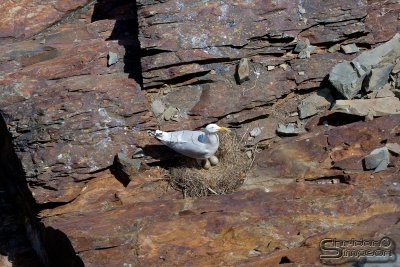 03740_nfld_ds.jpg