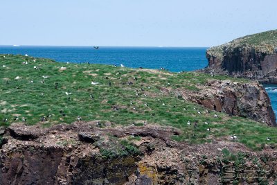 03750_nfld_ds.jpg