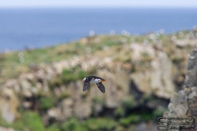 03762_nfld_d3.jpg