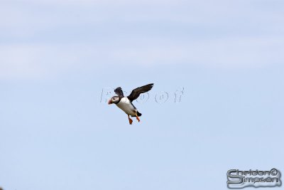 03765_nfld_d3.jpg