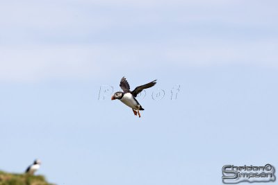 03766_nfld_d3.jpg