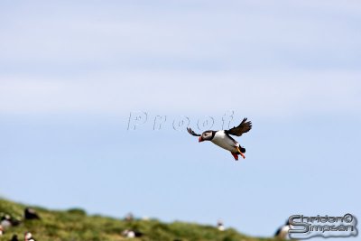 03769_nfld_d3.jpg