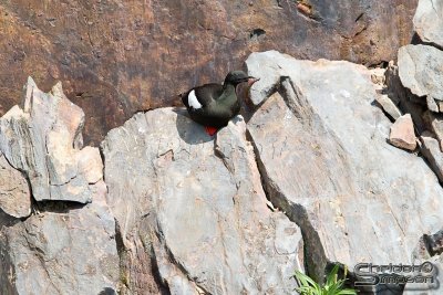03778_nfld_d3.jpg