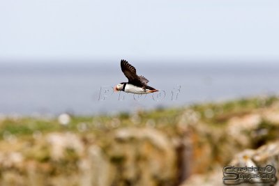03899_nfld_d3.jpg