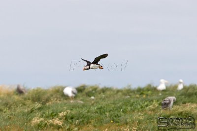 03902_nfld_d3.jpg
