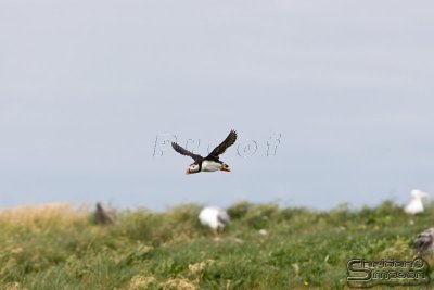 03903_nfld_d3.jpg