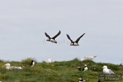 03927_nfld_d3.jpg