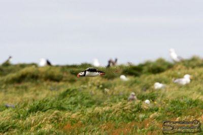 03939_nfld_d3.jpg