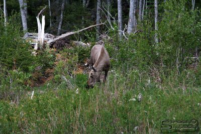 03981_nfld_ds.jpg