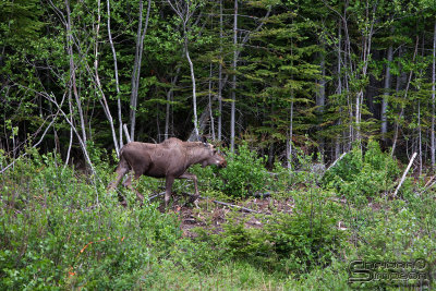 03984_nfld_ds.jpg