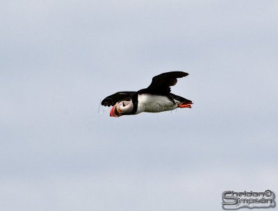 03986_nfld_d3.jpg