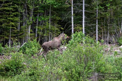 03988_nfld_ds.jpg