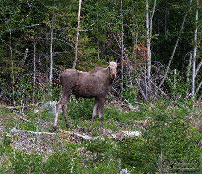 03991_nfld_ds-2.jpg