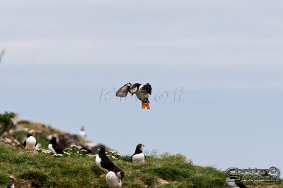03999_nfld_d3.jpg