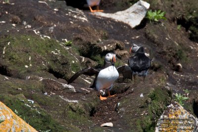 04097_nfld_d3.jpg