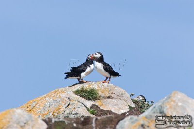 04119_nfld_d3.jpg