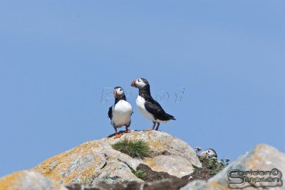 04122_nfld_d3.jpg