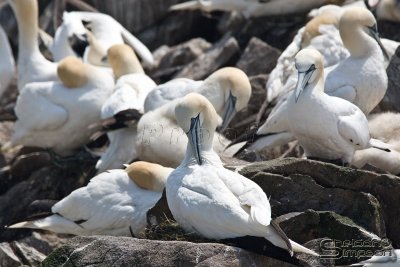 04169_nfld_d3.jpg