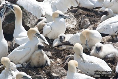 04188_nfld_d3.jpg