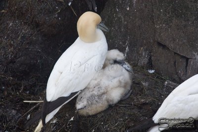 04272_nfld_d3.jpg