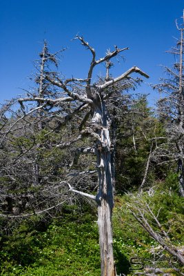 04390_nfld_ds.jpg