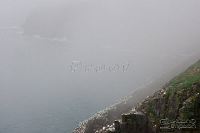 39302_nfld_1d.jpg