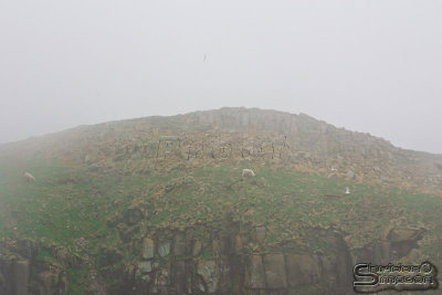 39308_nfld_1d.jpg