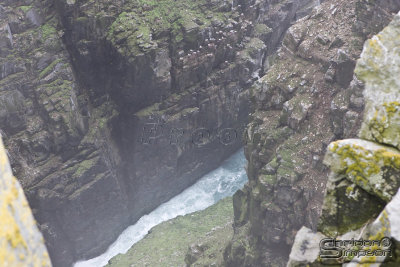 39309_nfld_1d.jpg