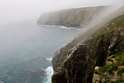 39320_nfld_1d.jpg