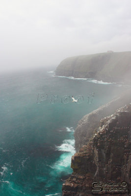 39322_nfld_1d.jpg