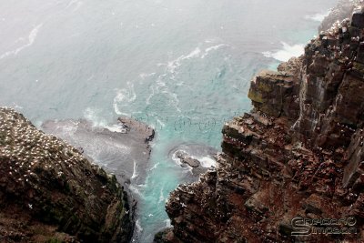 39339_nfld_1d.jpg