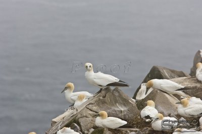 39364_nfld_1d.jpg