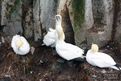 39375_nfld_1d.jpg