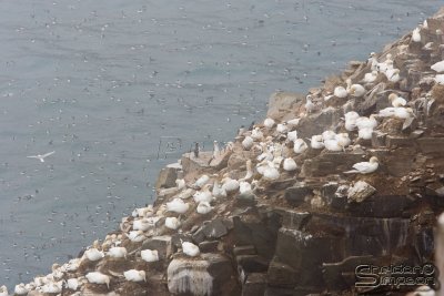 39395_nfld_1d.jpg