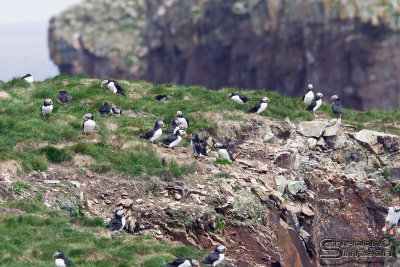 39699_nfld_1d.jpg