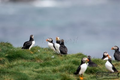 39712_nfld_1d.jpg