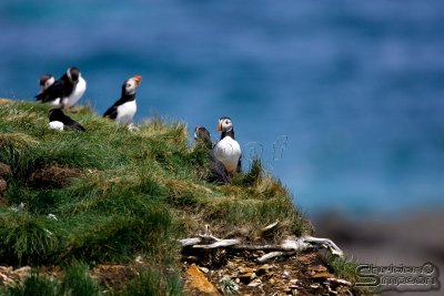 39733_nfld_1d.jpg