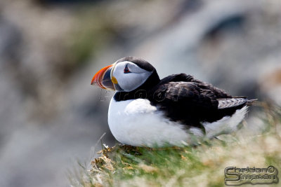 39778_nfld_1d.jpg