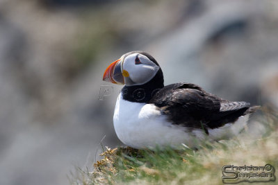 39781_nfld_1d.jpg